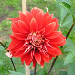 Surprise Mix-4 premium dahlia tubers