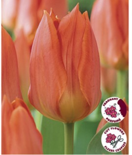 Tulip Fosteriana Orange Emperor