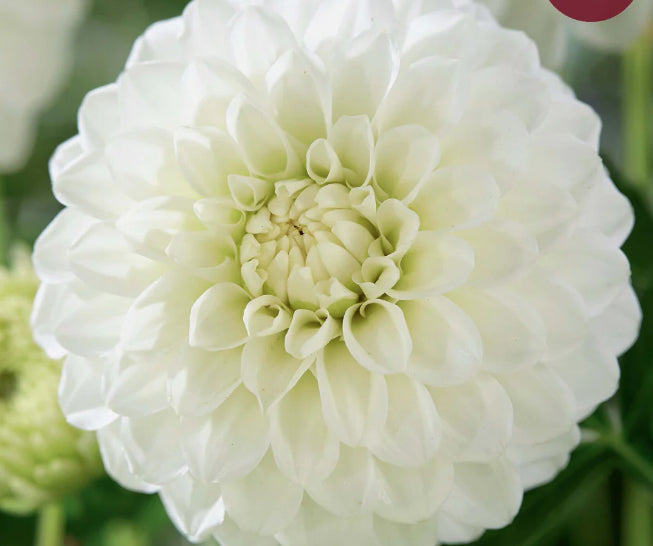 Surprise Mix-4 premium dahlia tubers