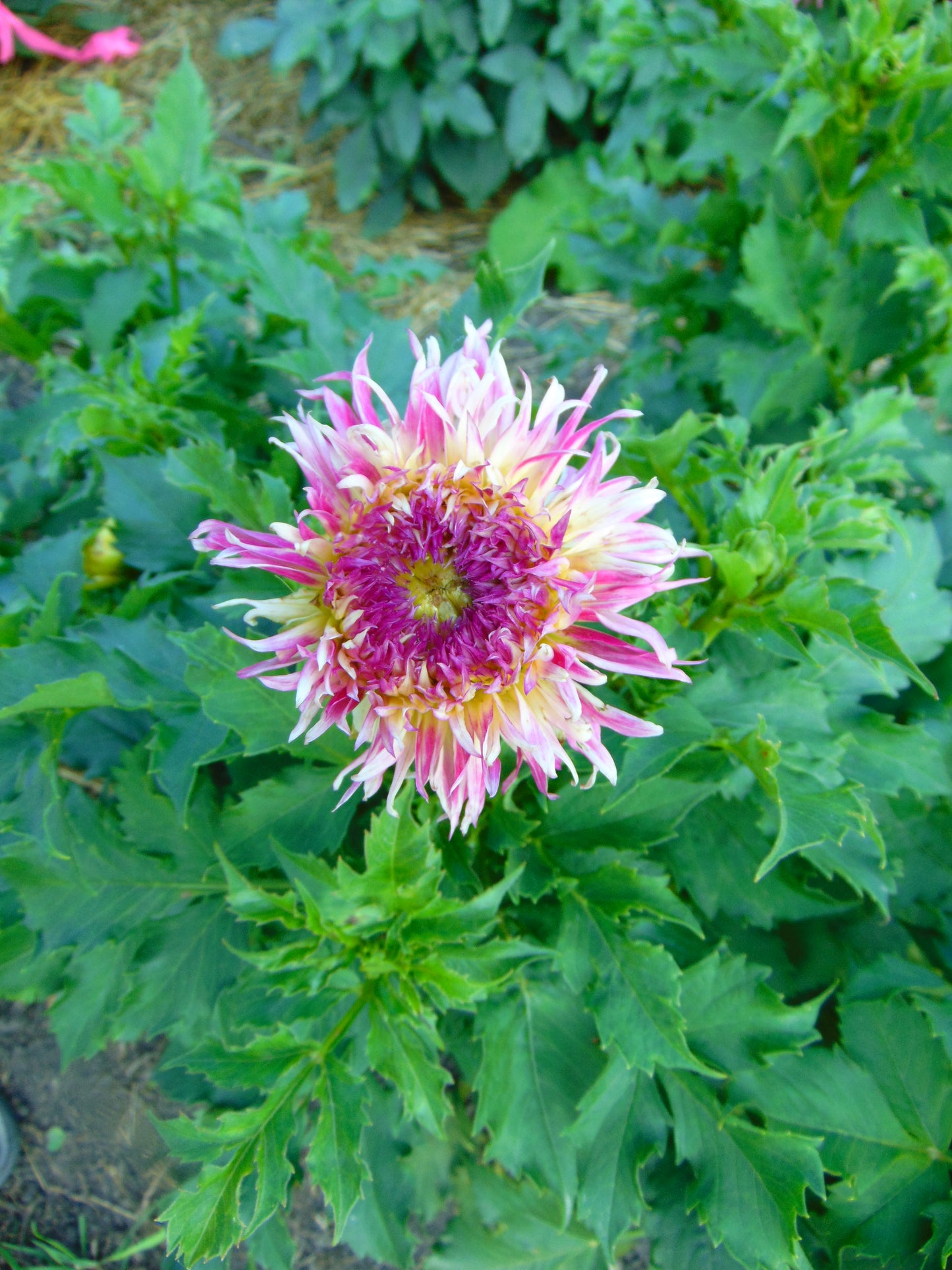 Pineland Princess
