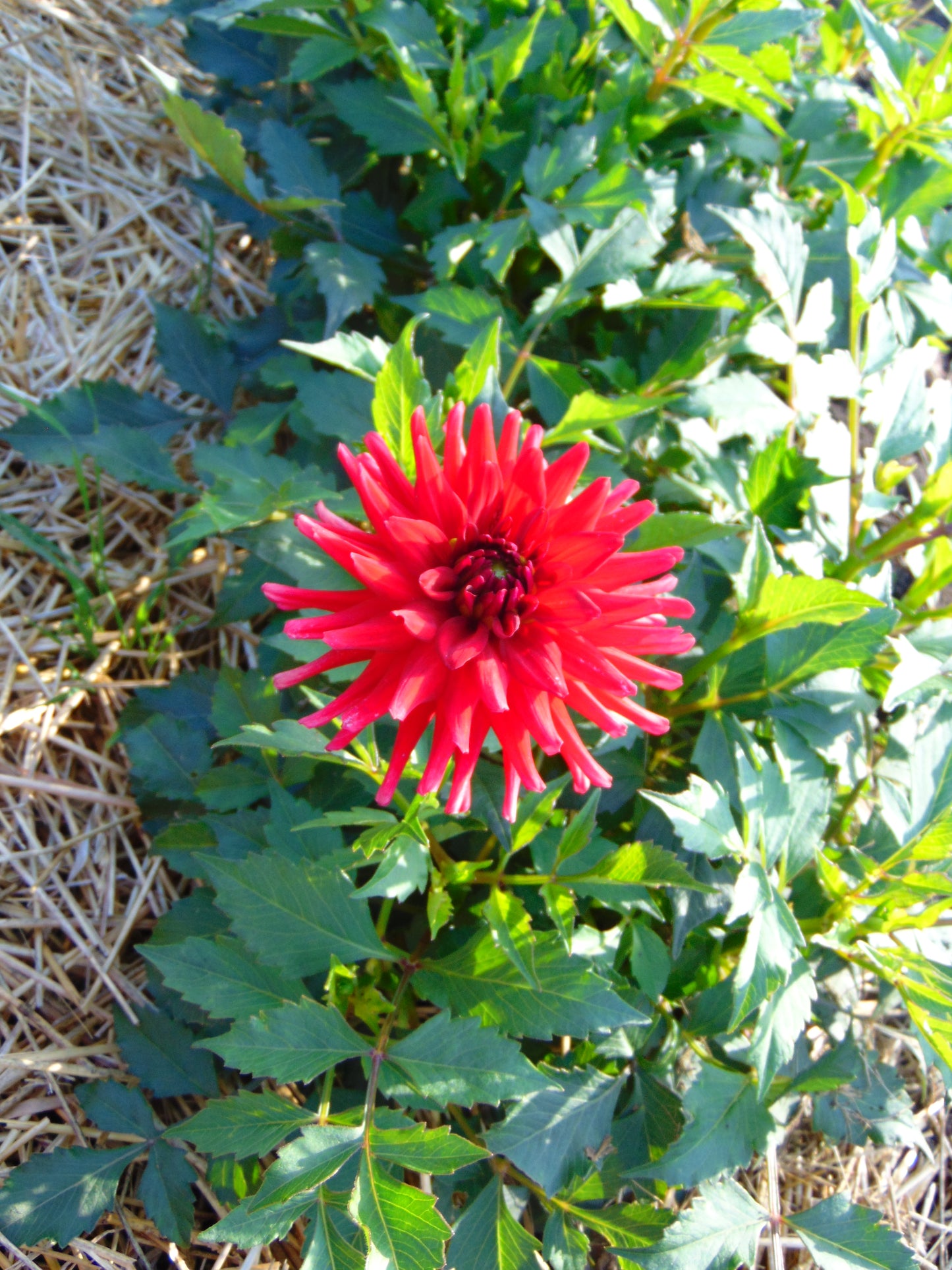 Red Pigmy
