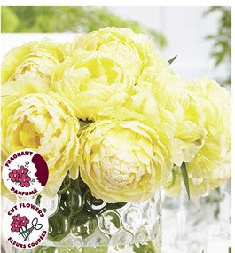 Tulip Double Early- Secret Perfume