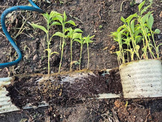 The Snail Method: A Zero-Cost Solution for Growing More in Less Space