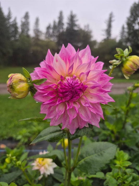 Free Dahlias? Yes, Please!