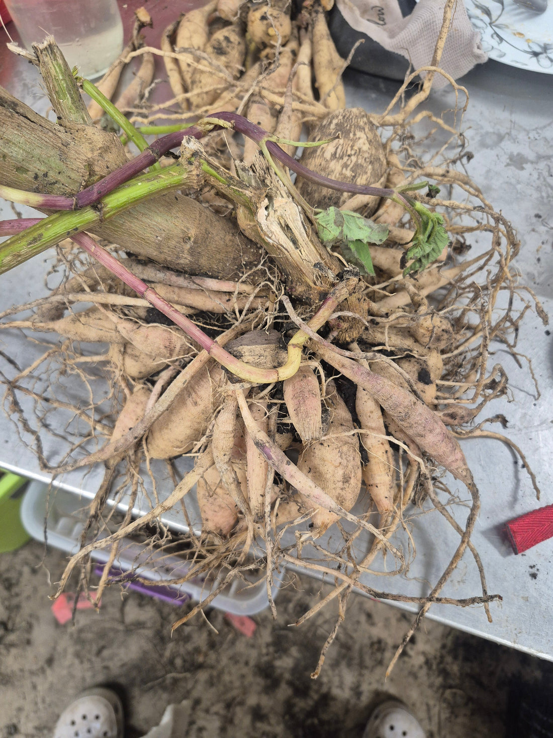 The Ultimate Guide to Storing Dahlia Tubers Over Winter
