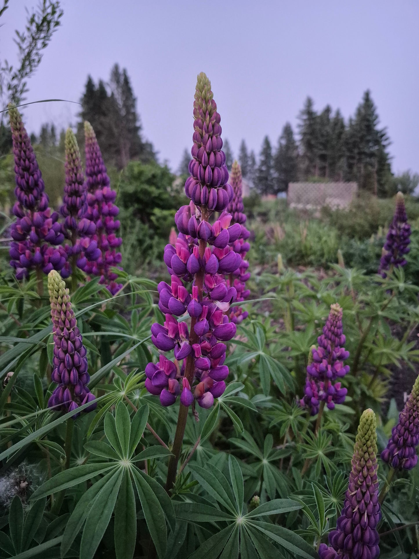 Lupin |Mix