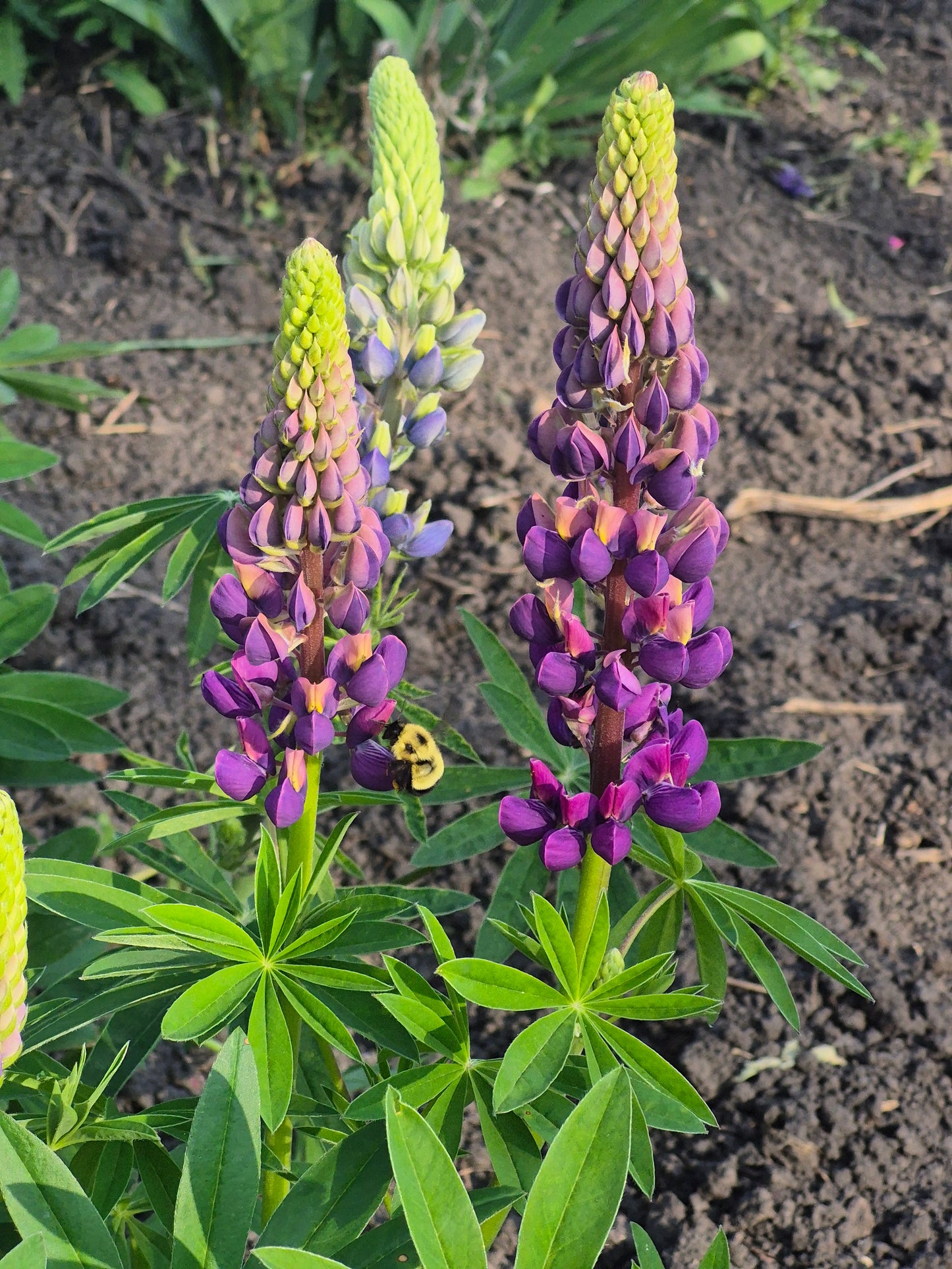 Lupin |Mix