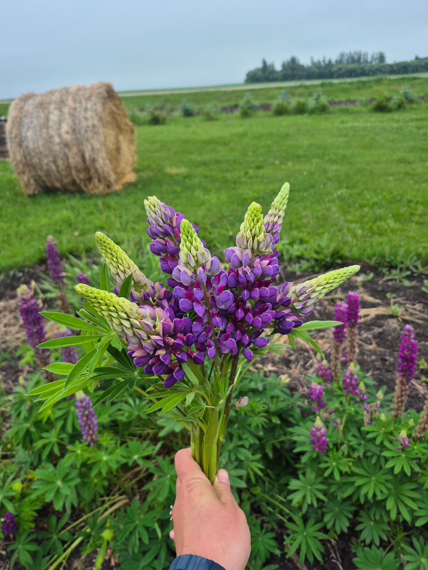 Lupin |Mix