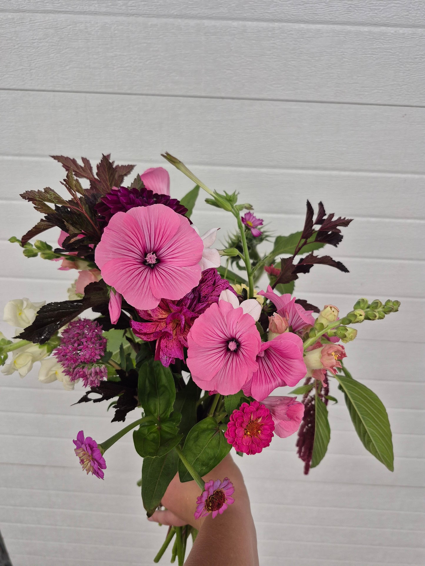 Lavatera |Pembina Pink Mix