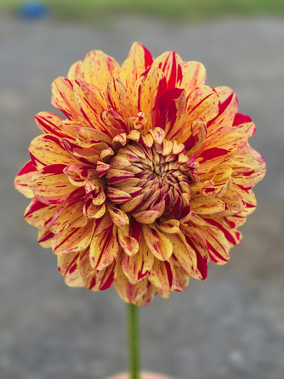 Ferncliff Firecracker