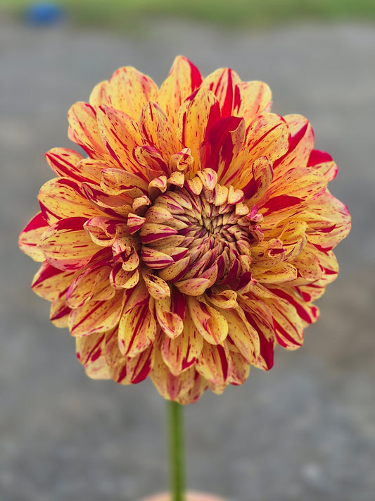 Ferncliff Firecracker