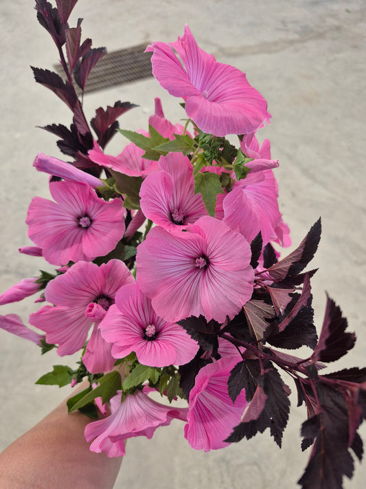 Lavatera |Pembina Pink Mix