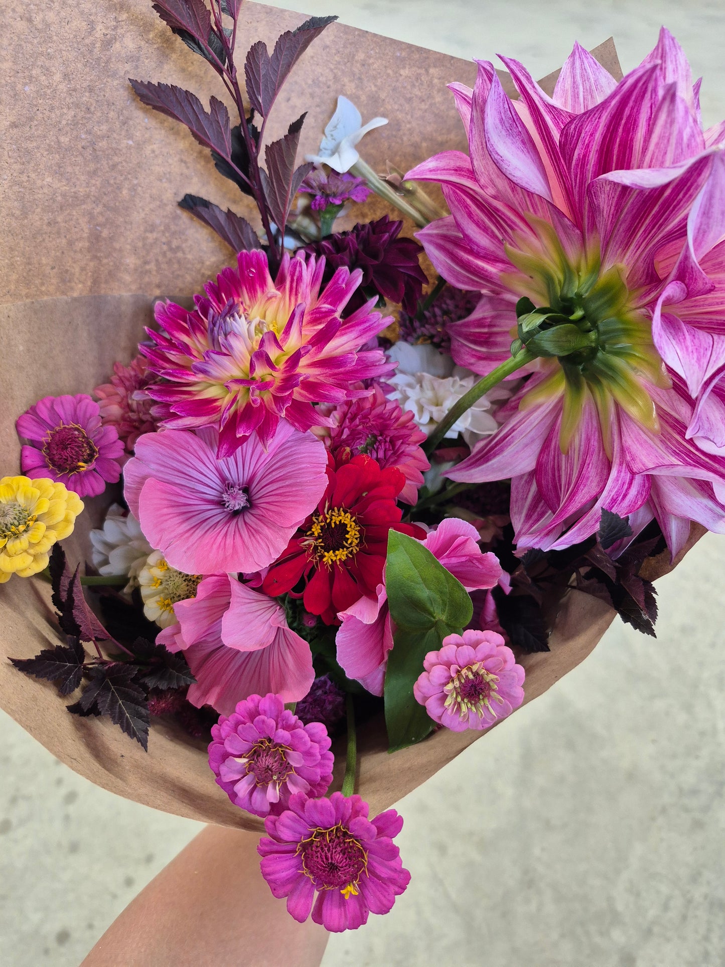 Lavatera |Pembina Pink Mix