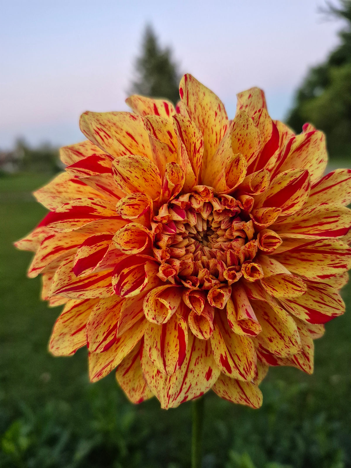 Ferncliff Firecracker