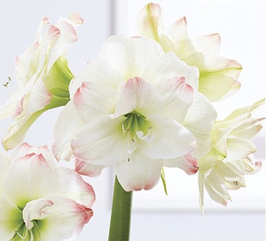 Amaryllis Double- Amadeus