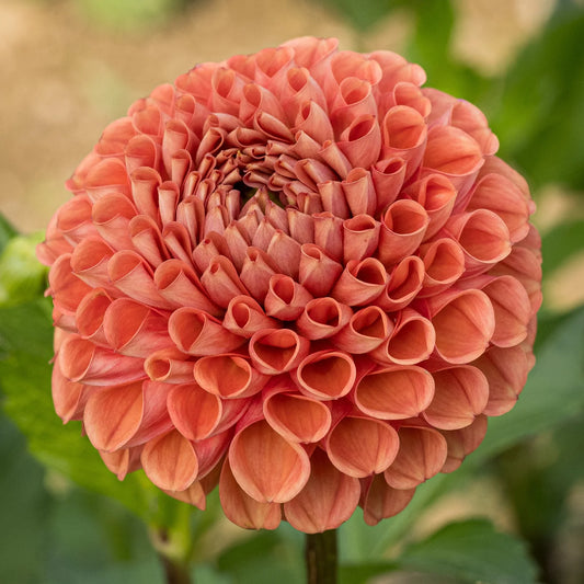 Surprise Mix-4 premium dahlia tubers