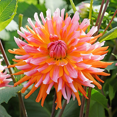 Orange Turmoil