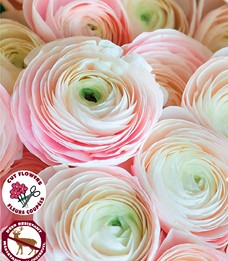 Ranunculus- Amandie Chamallow