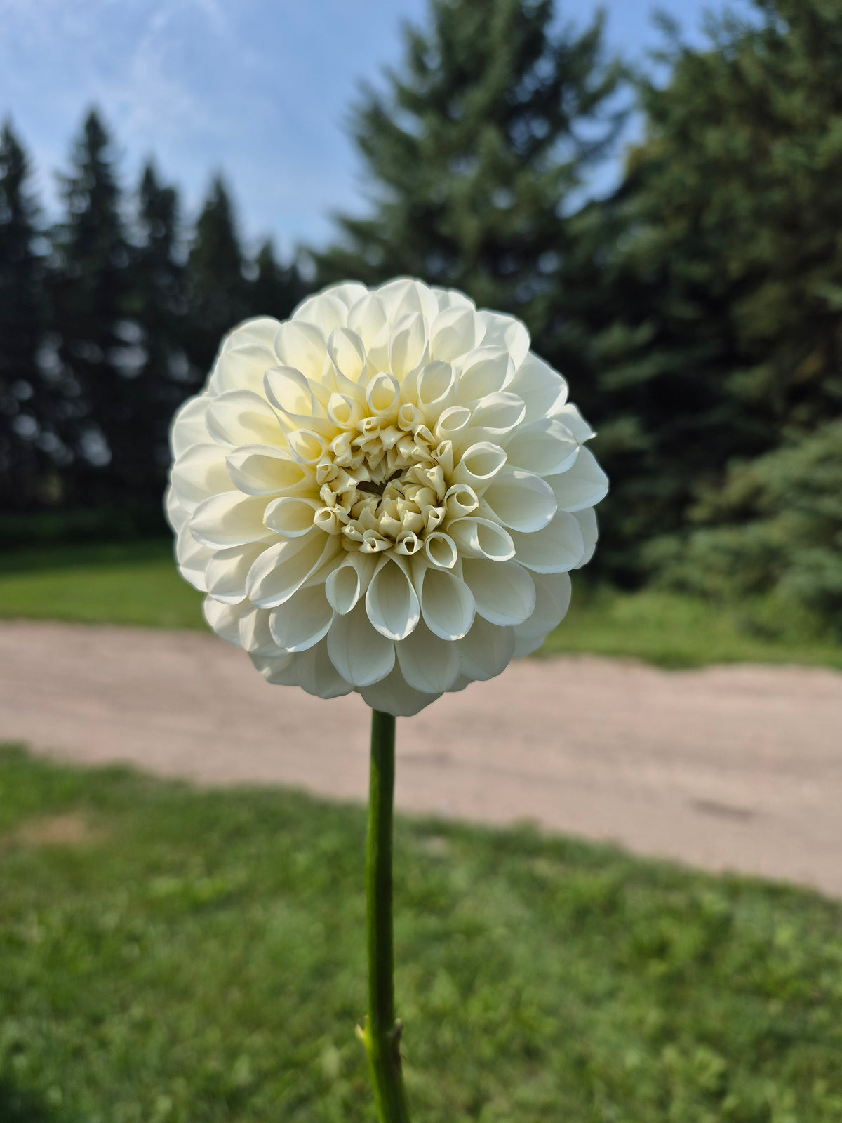 Brookside Snowball
