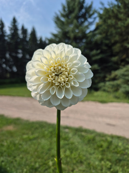 Brookside Snowball