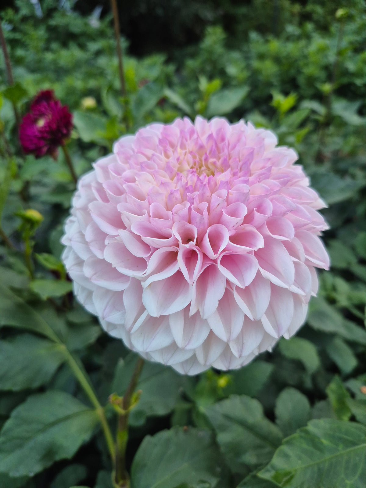 Pink Pearl