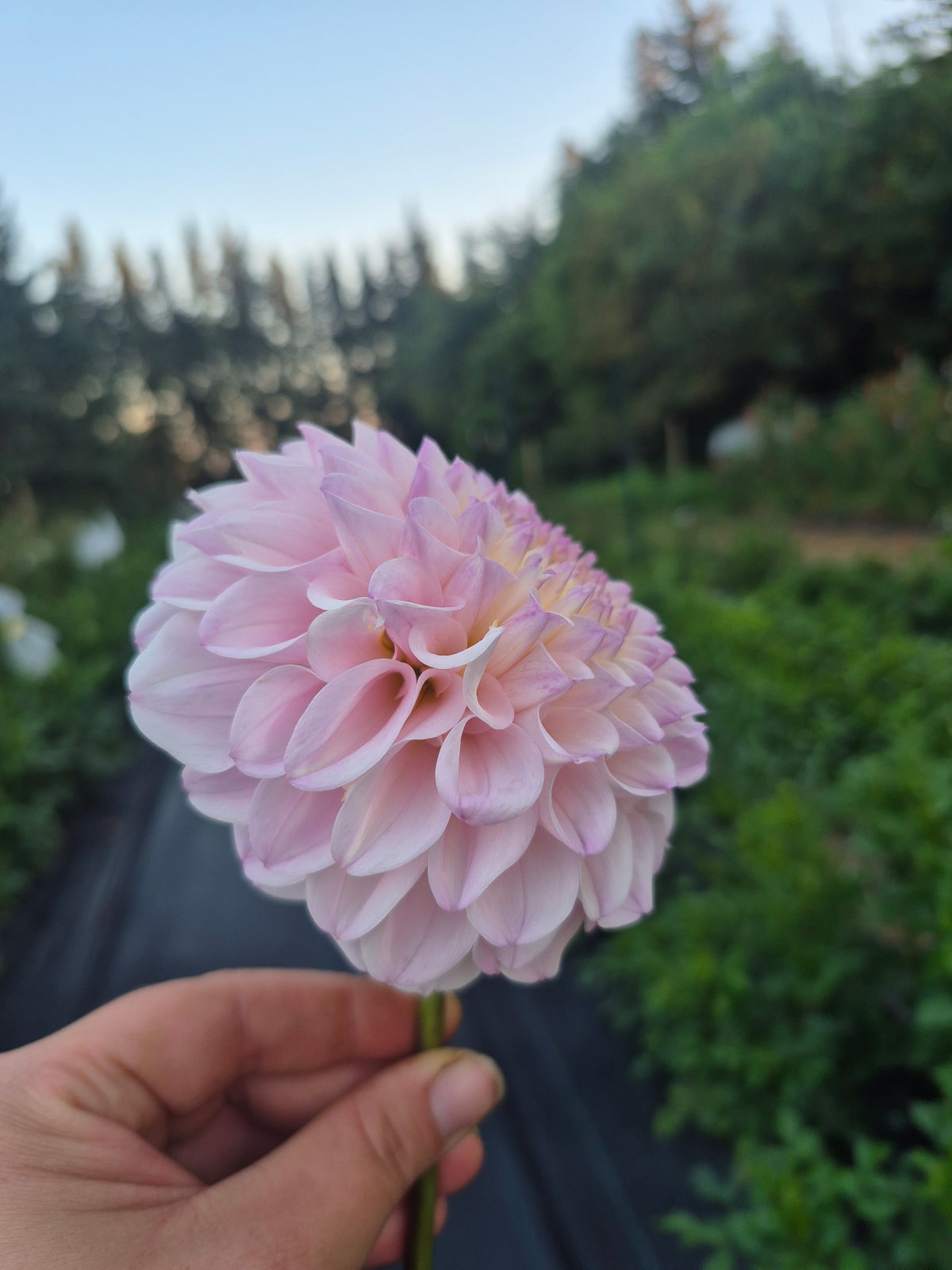 Pink Pearl