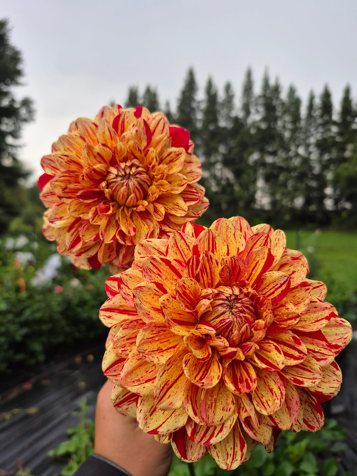 Ferncliff Firecracker
