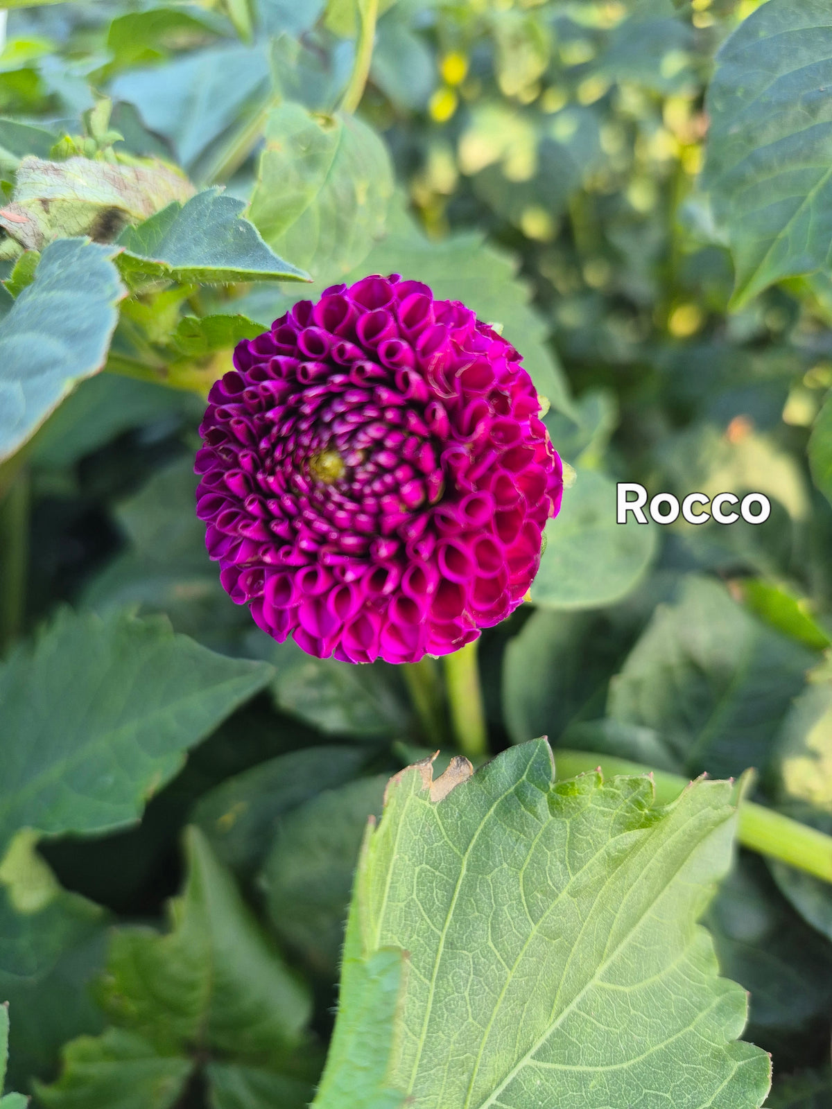 Rocco
