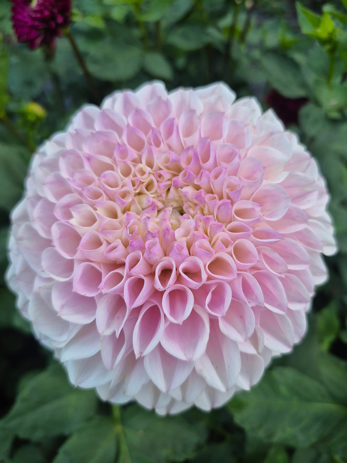 Pink Pearl
