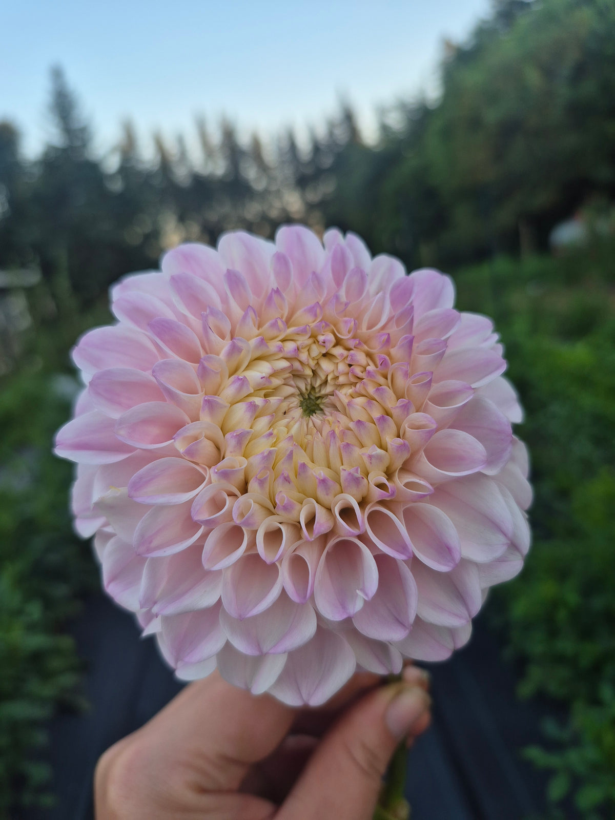 Pink Pearl