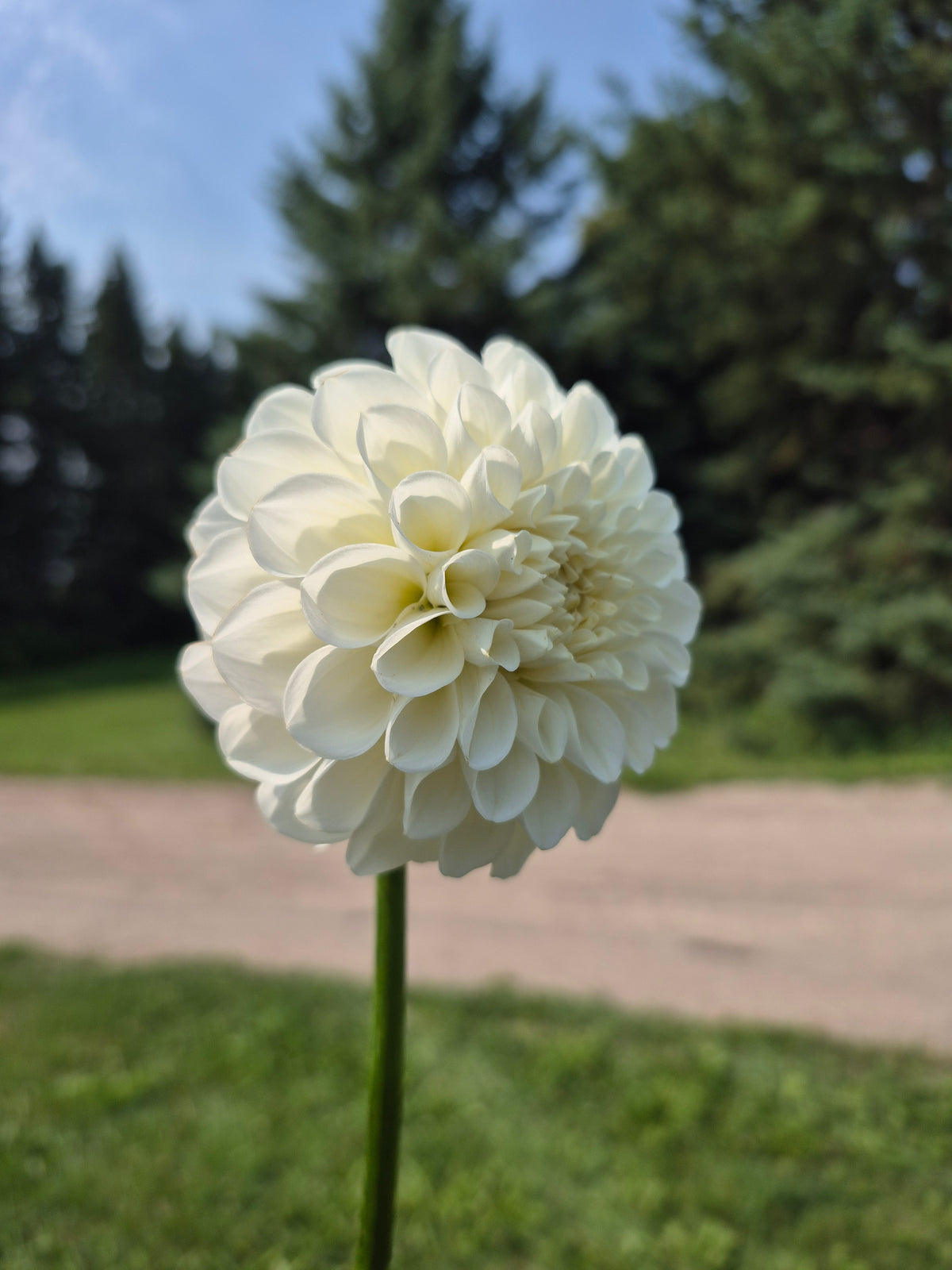 Brookside Snowball