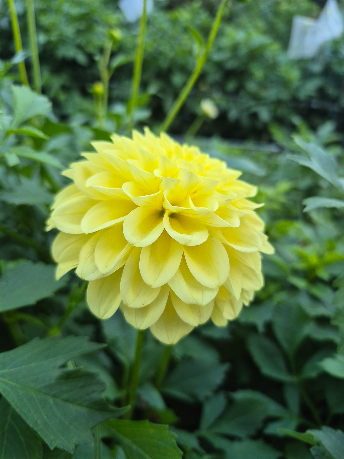 Ferncliff Sunstruck