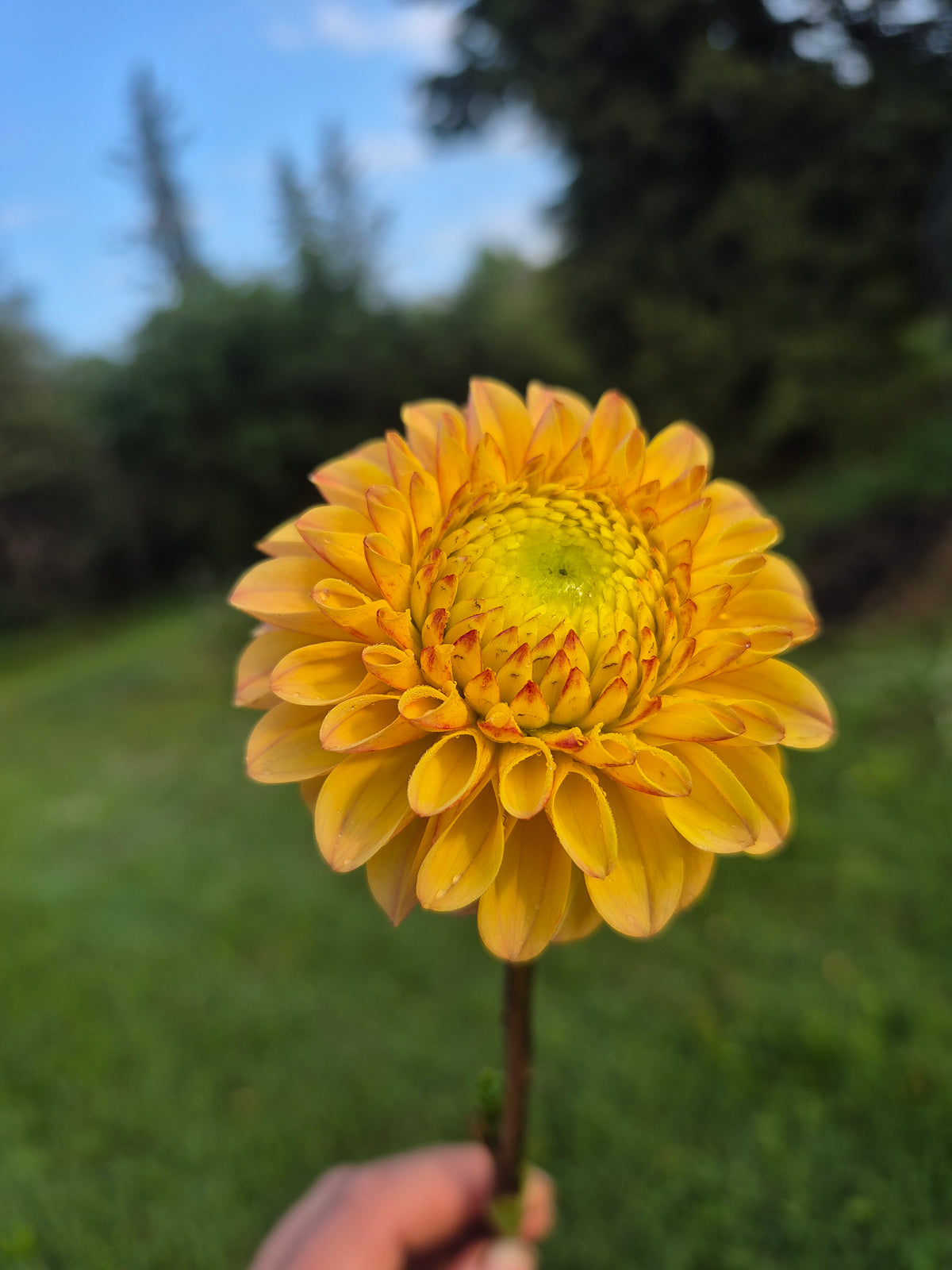 Ferncliff Citron