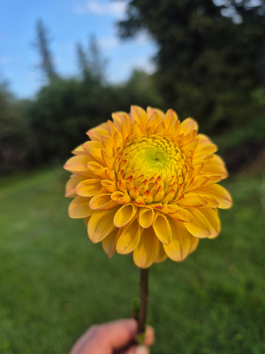 Ferncliff Citron
