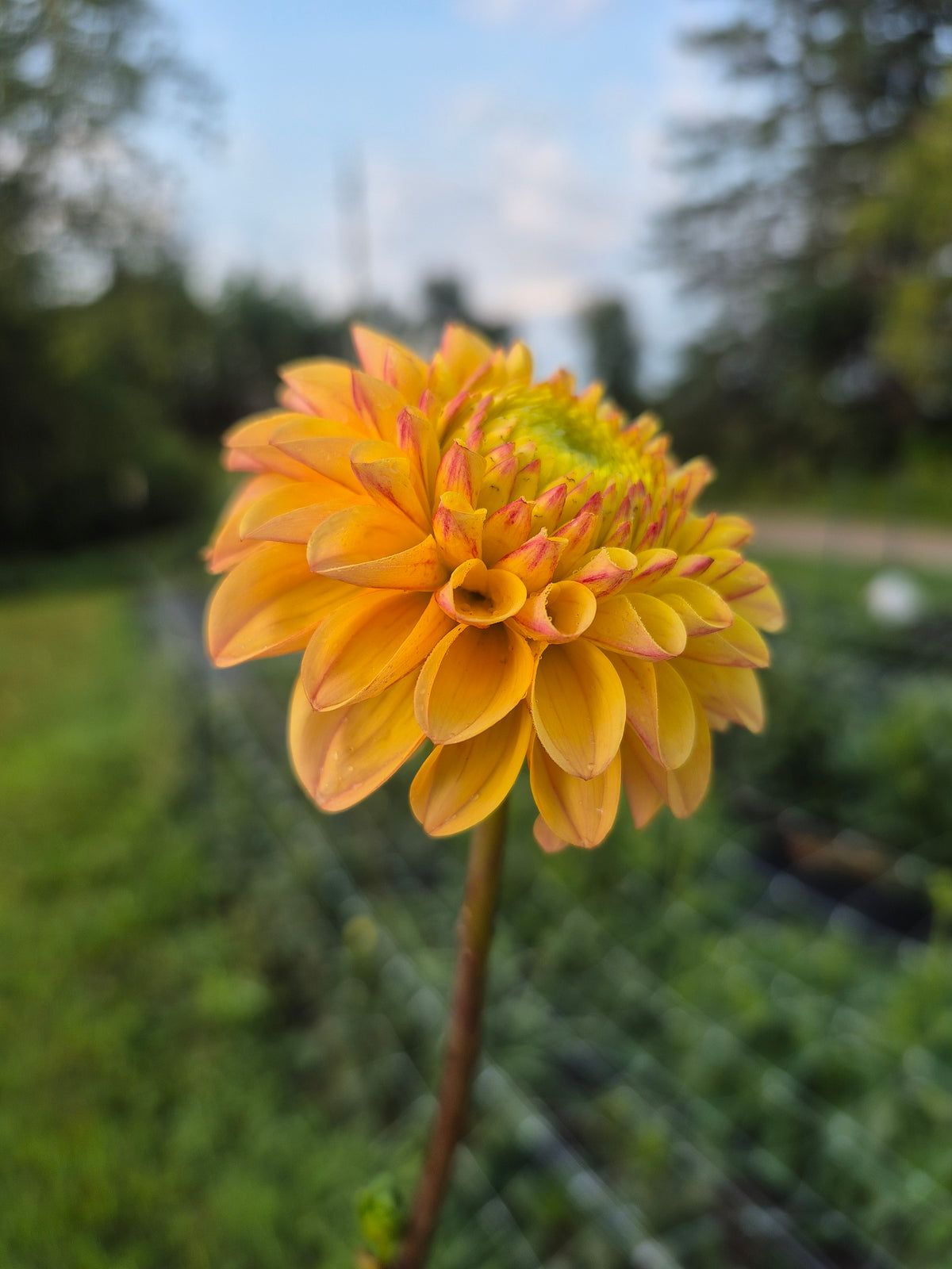 Ferncliff Citron