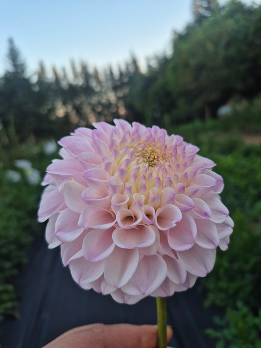 Pink Pearl
