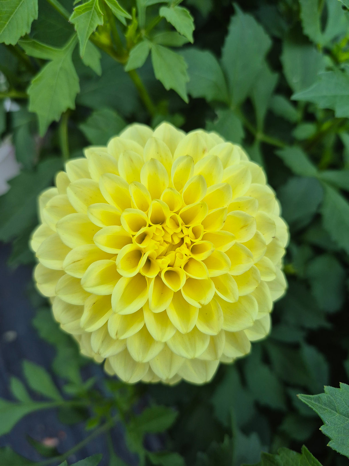 Ferncliff Sunstruck