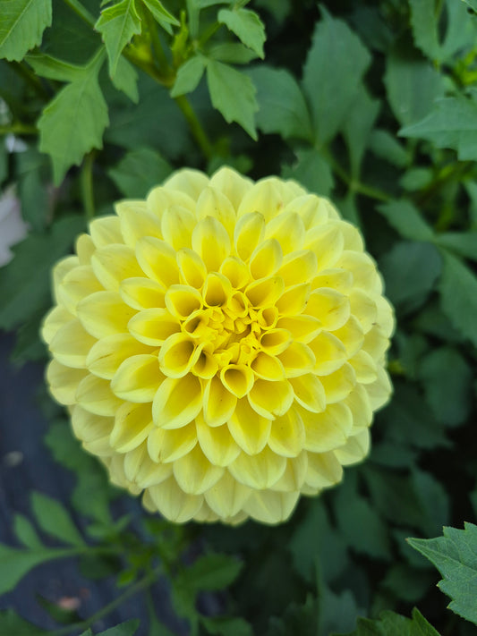 Ferncliff Sunstruck